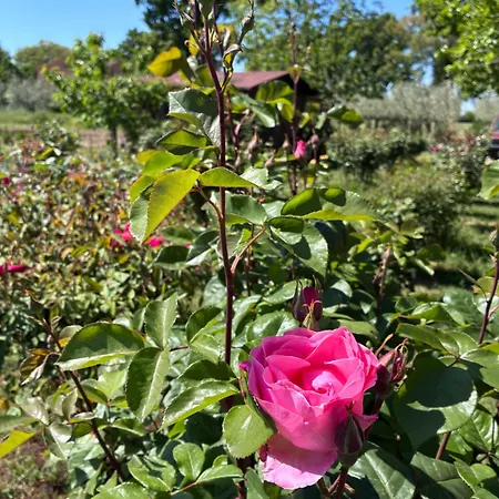Il Giardino Delle Rose Spello