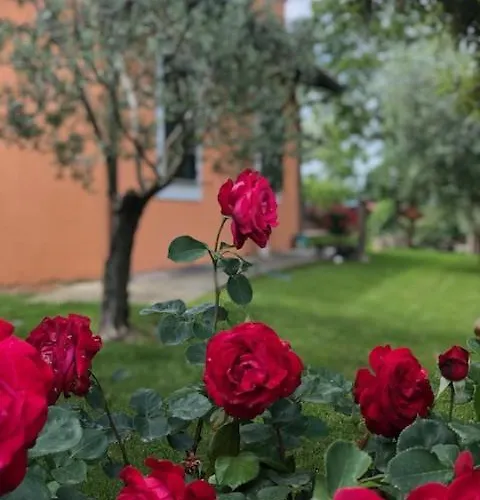 Il Giardino Delle Rose Spello